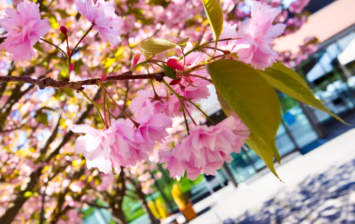 Beautiful flowers tree in the spring season
